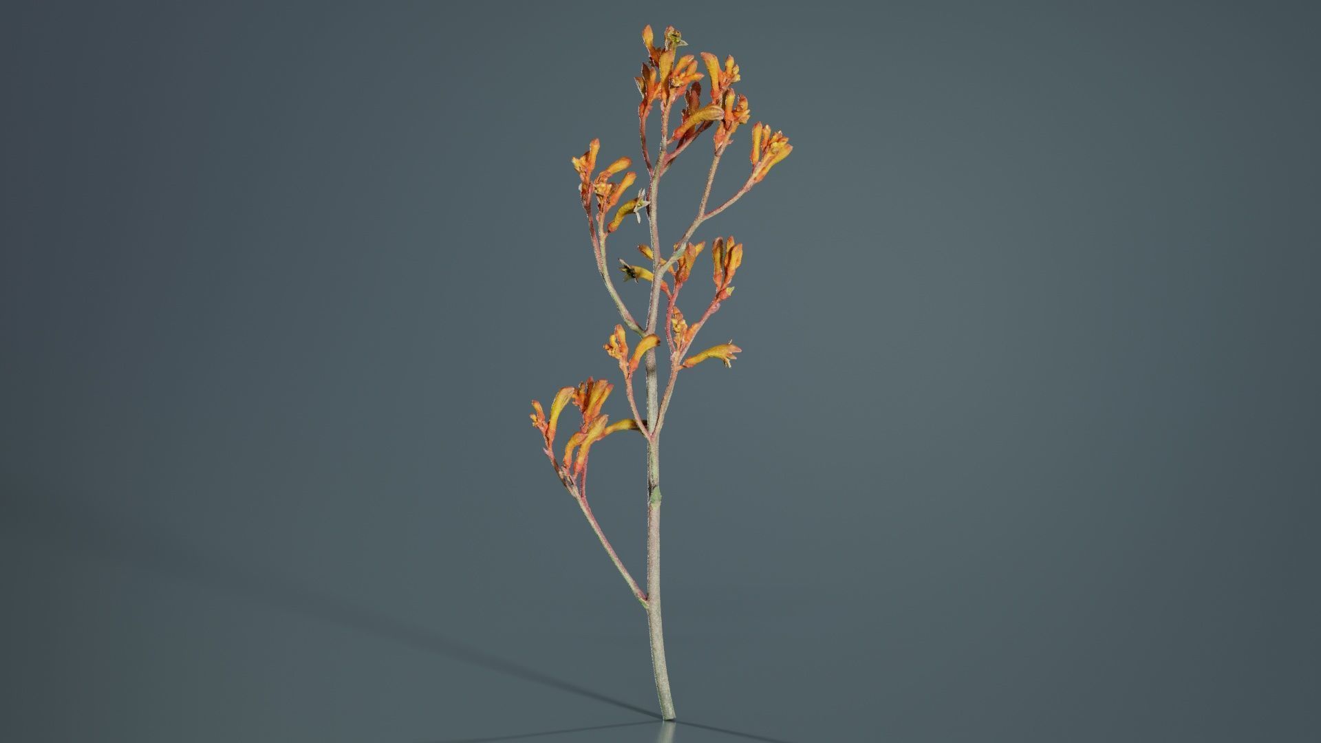 Tall Kangaroo Paw Australian Sword Lily Anigozanthos Flavidus Low-poly 3D model_3