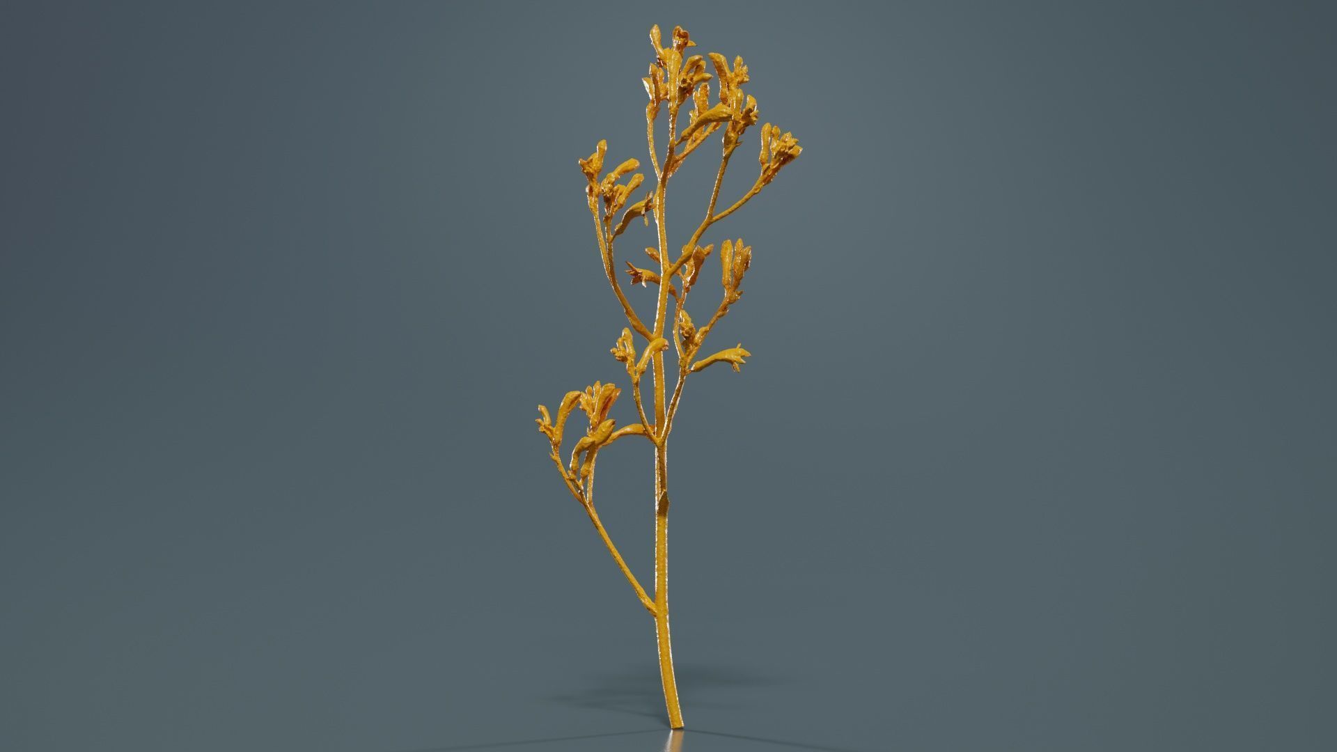Tall Kangaroo Paw Australian Sword Lily Anigozanthos Flavidus Low-poly 3D model_12