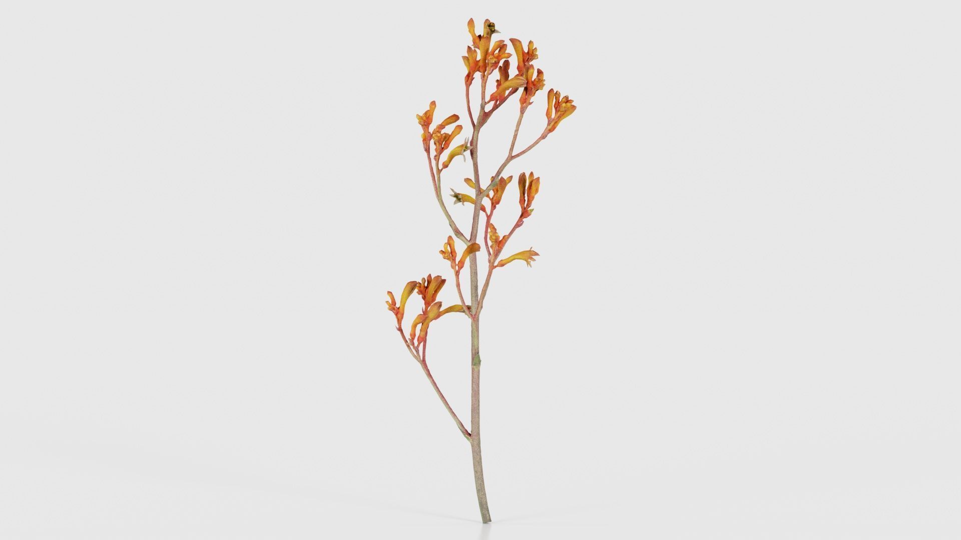 Tall Kangaroo Paw Australian Sword Lily Anigozanthos Flavidus Low-poly 3D model_15