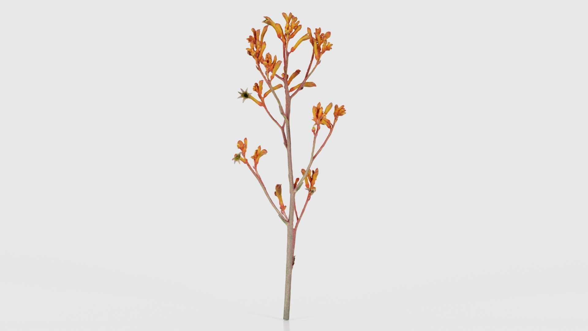 Tall Kangaroo Paw Australian Sword Lily Anigozanthos Flavidus Low-poly 3D model_24