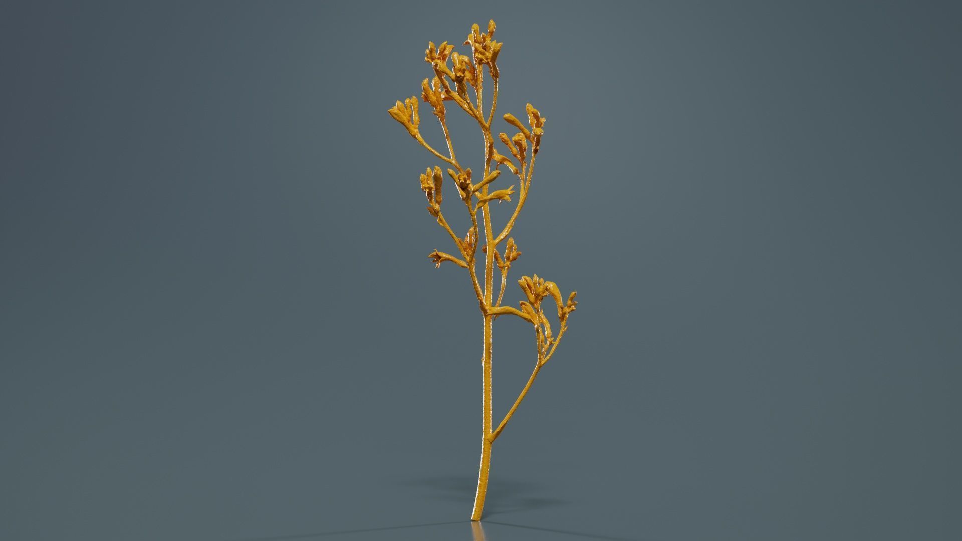 Tall Kangaroo Paw Australian Sword Lily Anigozanthos Flavidus Low-poly 3D model_13