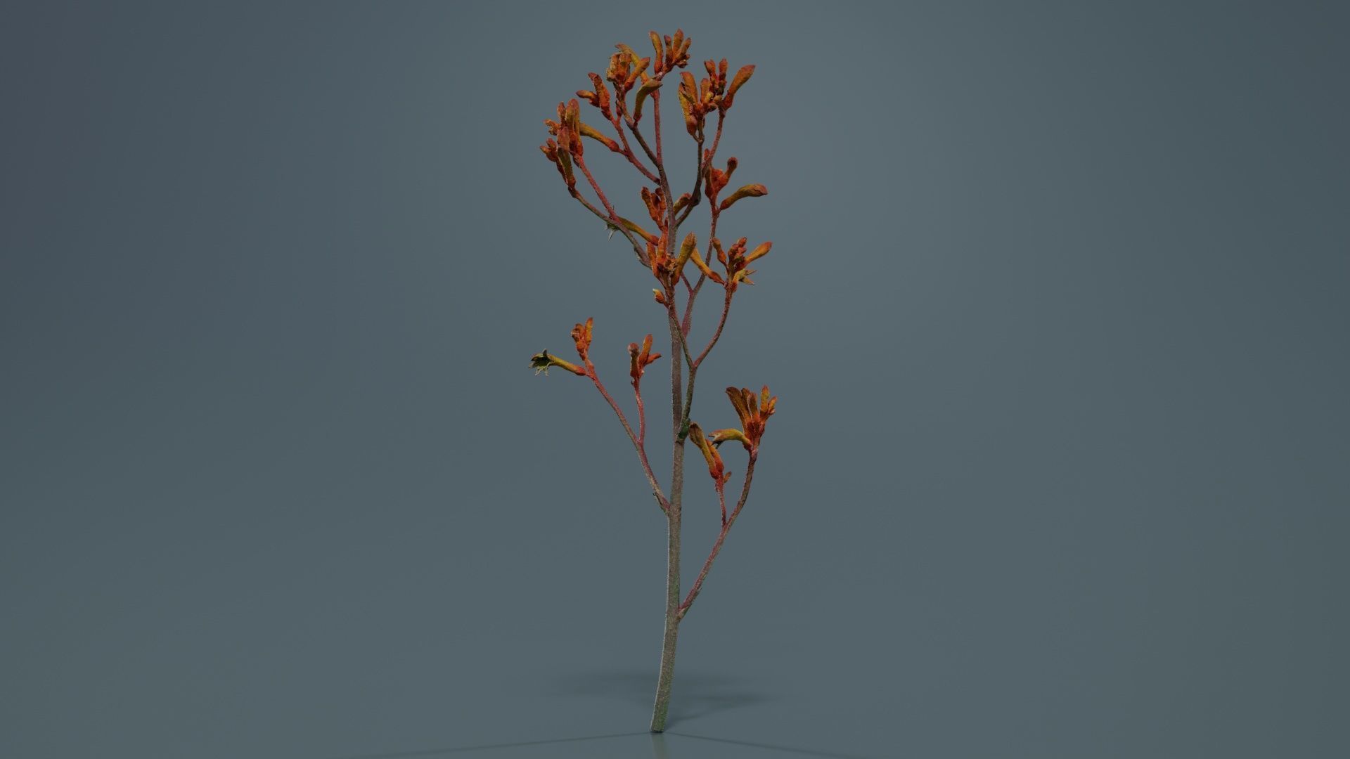 Tall Kangaroo Paw Australian Sword Lily Anigozanthos Flavidus Low-poly 3D model_2