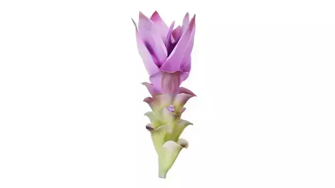 Tulip of Thailand Low-poly 3D model