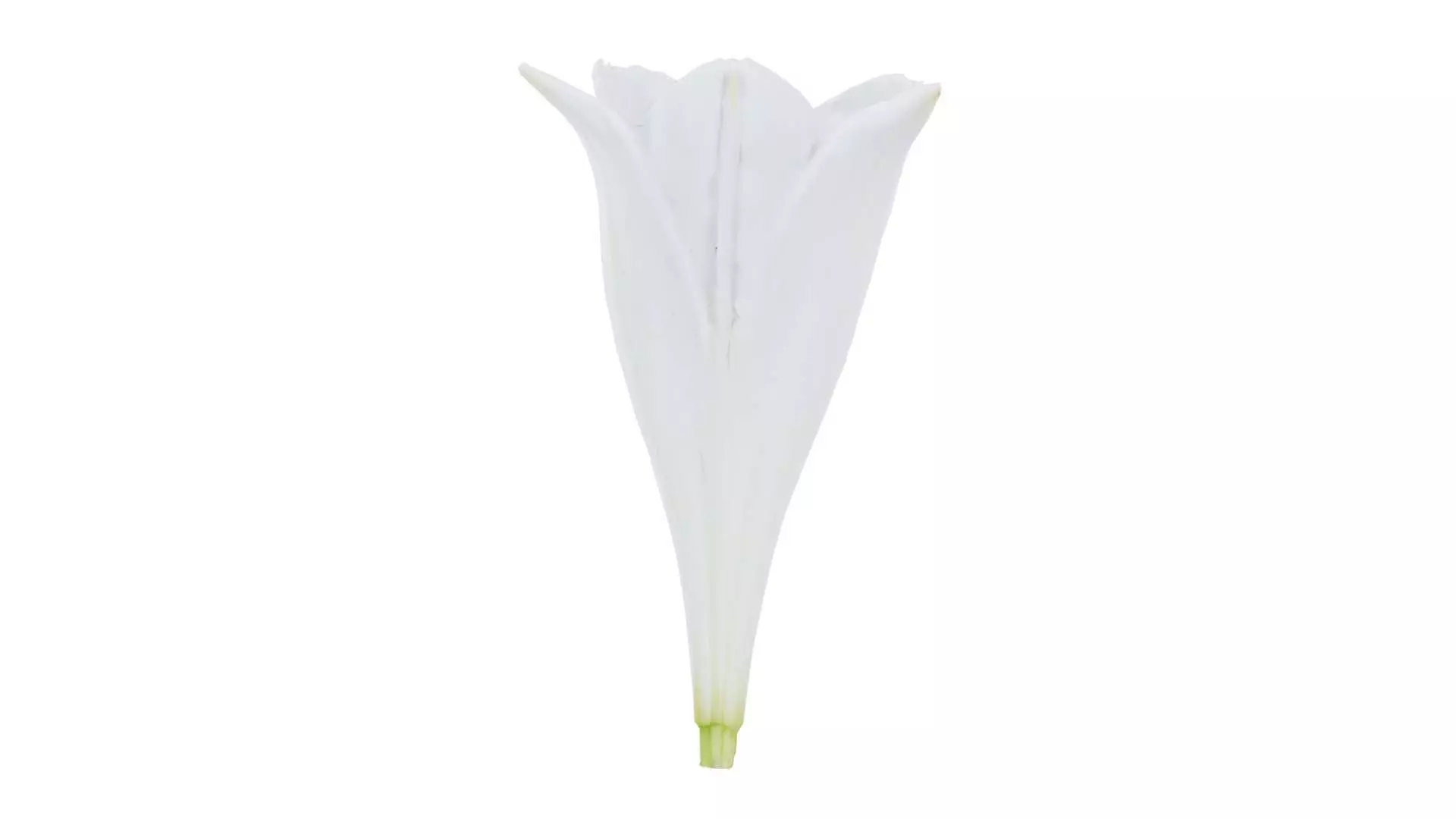 White Lily Low-poly 3D model