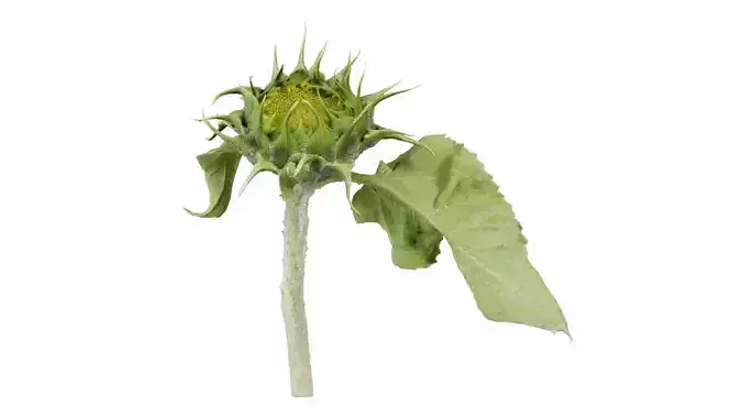 Young Sunflower Low-poly 3D model