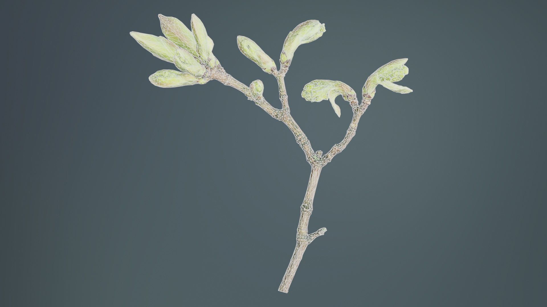 Acer Opalus Mill Italian Maple Sapindaceae Sprout Low-poly 3D model_9