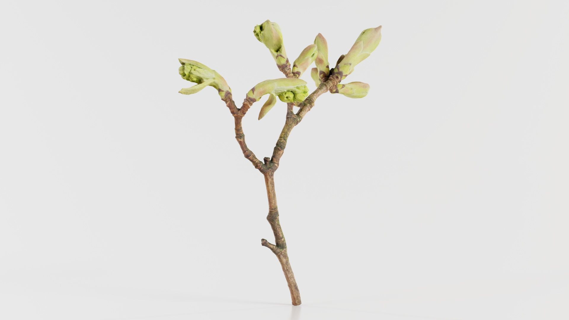 Acer Opalus Mill Italian Maple Sapindaceae Sprout Low-poly 3D model_4