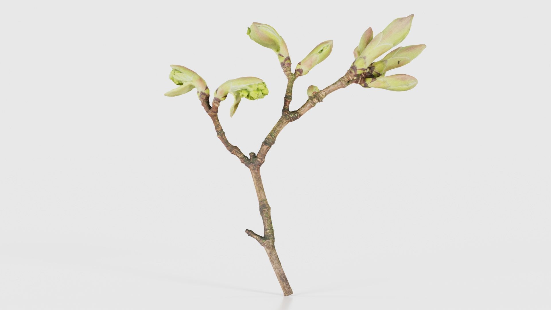 Acer Opalus Mill Italian Maple Sapindaceae Sprout Low-poly 3D model_21