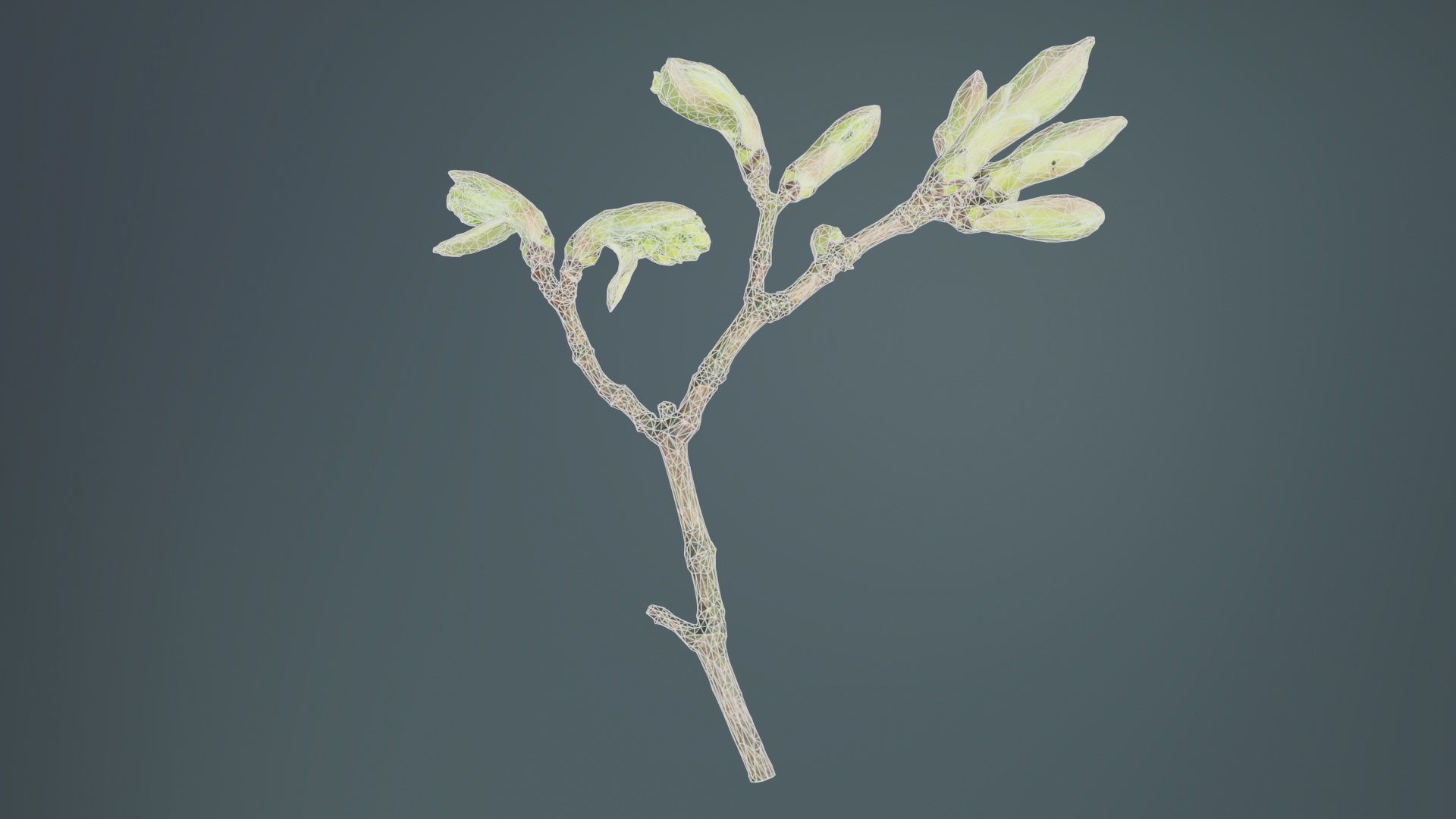 Acer Opalus Mill Italian Maple Sapindaceae Sprout Low-poly 3D model_10