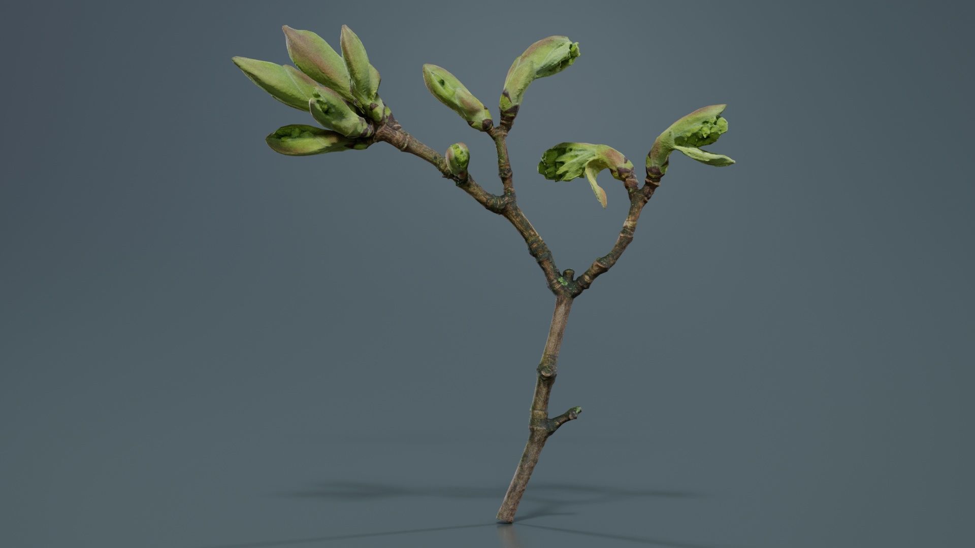 Acer Opalus Mill Italian Maple Sapindaceae Sprout Low-poly 3D model_1