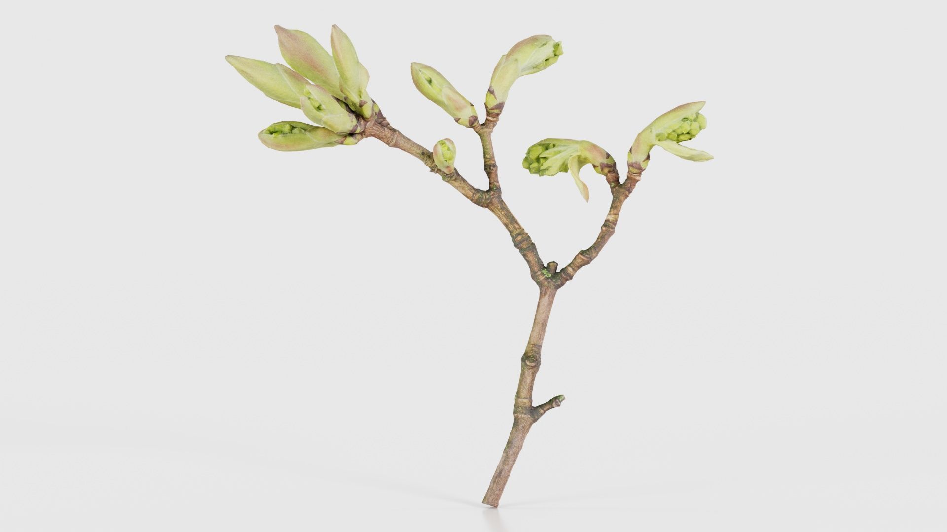 Acer Opalus Mill Italian Maple Sapindaceae Sprout Low-poly 3D model_15