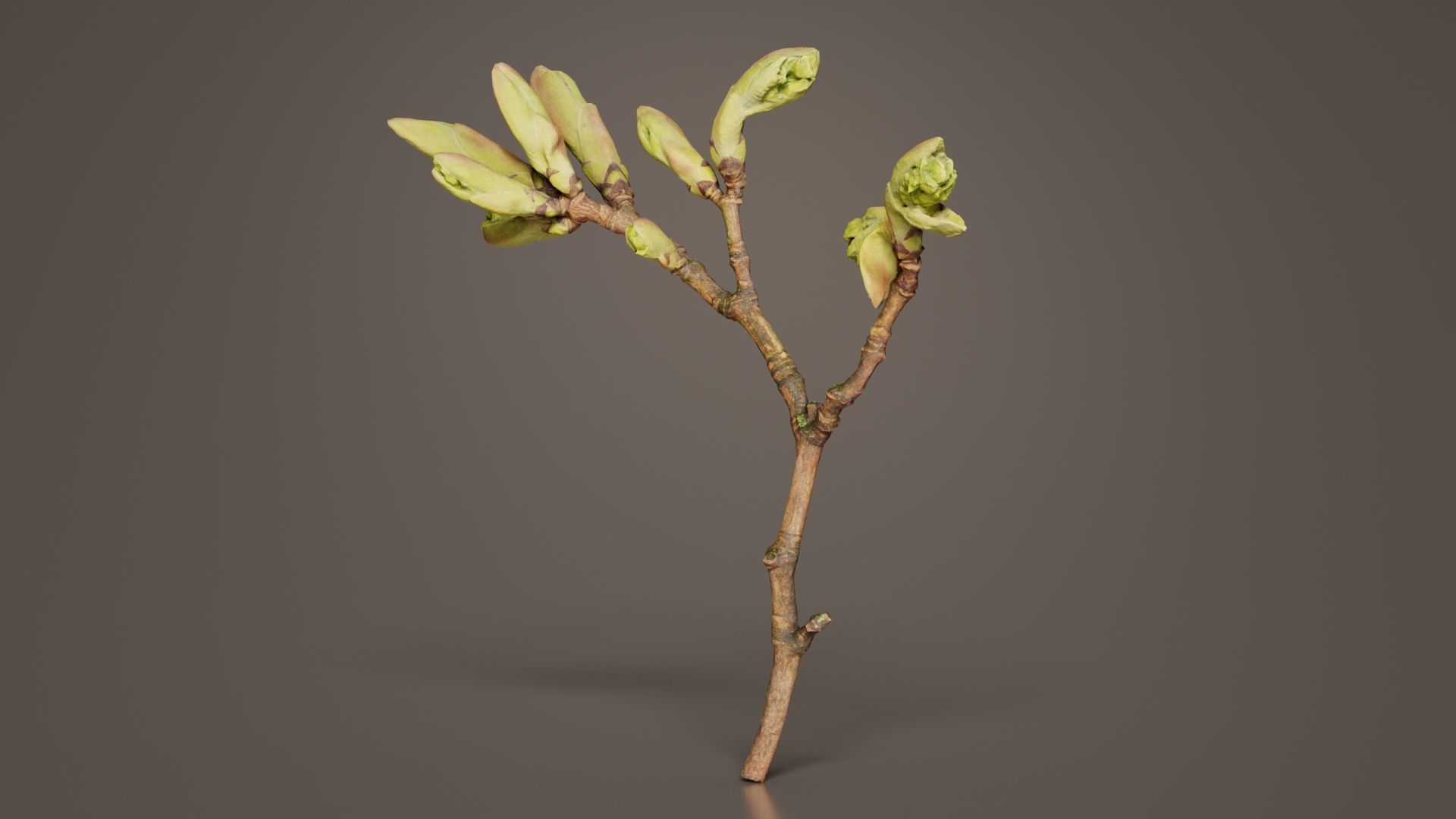 Acer Opalus Mill Italian Maple Sapindaceae Sprout Low-poly 3D model_5