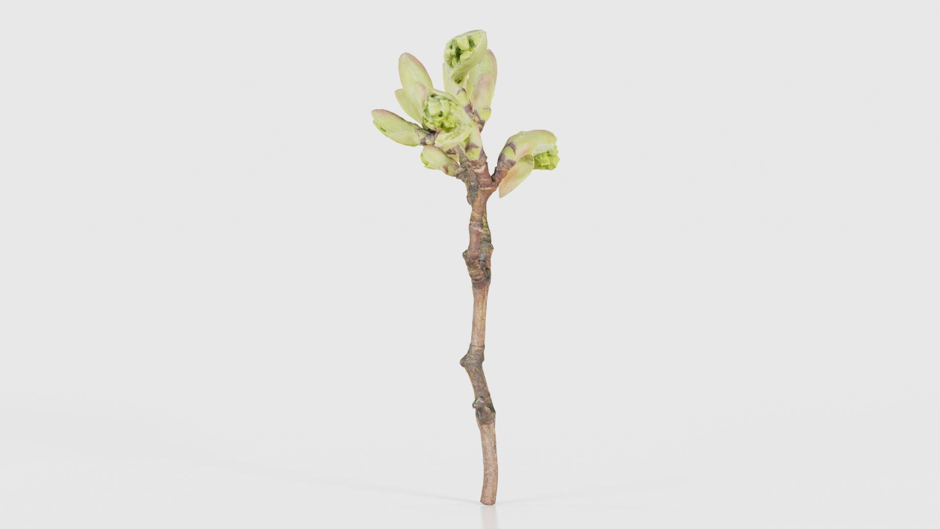 Acer Opalus Mill Italian Maple Sapindaceae Sprout Low-poly 3D model_24