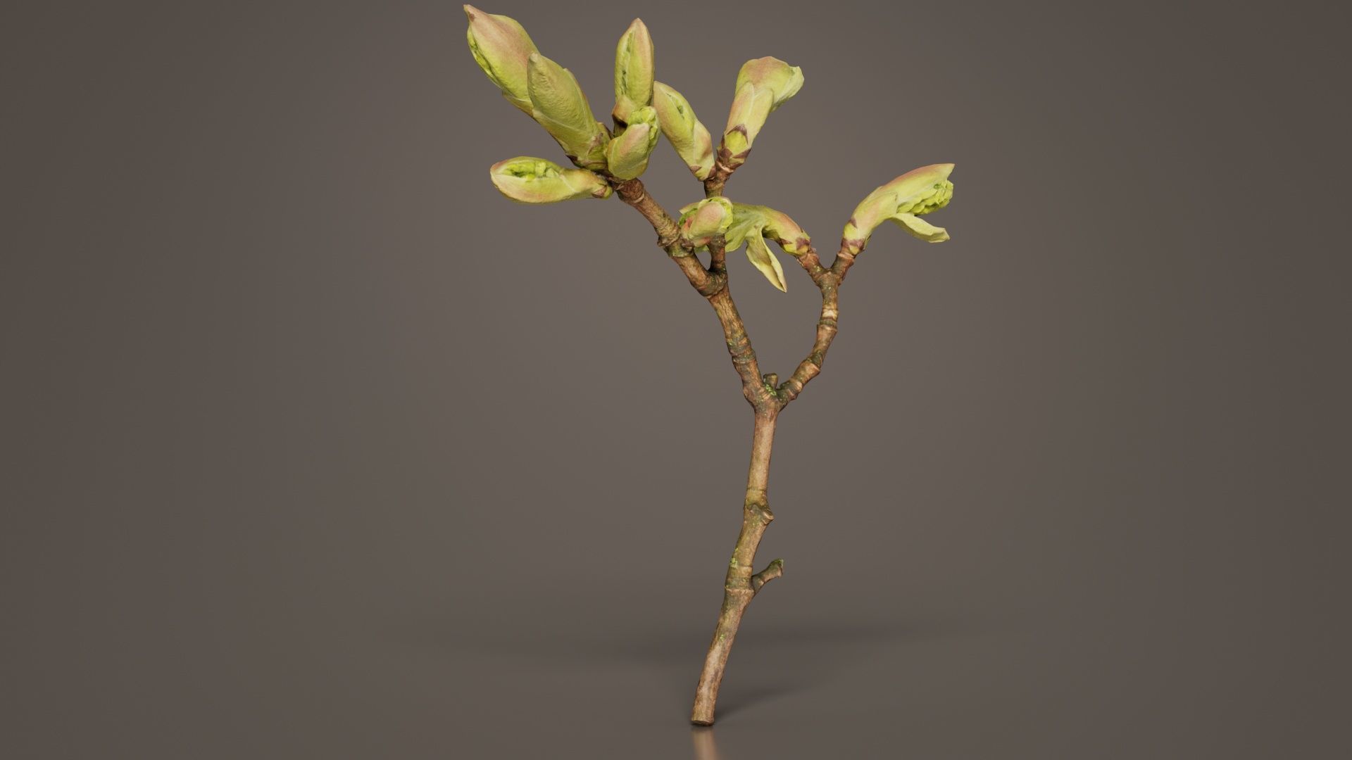 Acer Opalus Mill Italian Maple Sapindaceae Sprout Low-poly 3D model_8