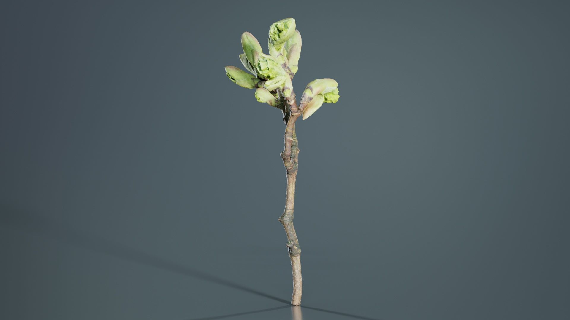 Acer Opalus Mill Italian Maple Sapindaceae Sprout Low-poly 3D model_7