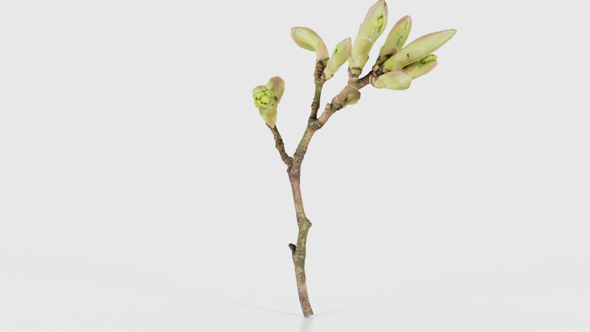 Acer Opalus Mill Italian Maple Sapindaceae Sprout Low-poly 3D model_19