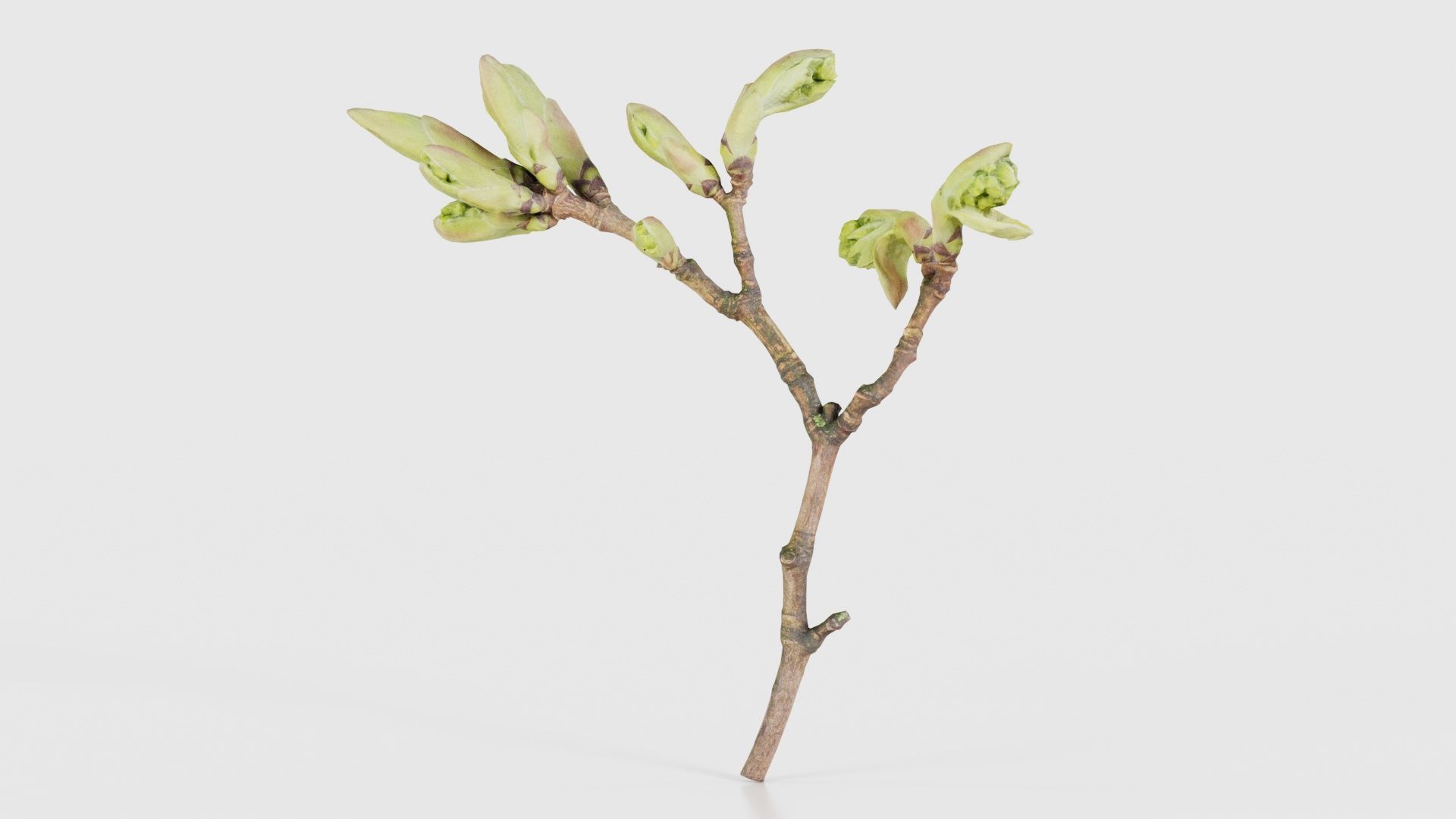 Acer Opalus Mill Italian Maple Sapindaceae Sprout Low-poly 3D model_26