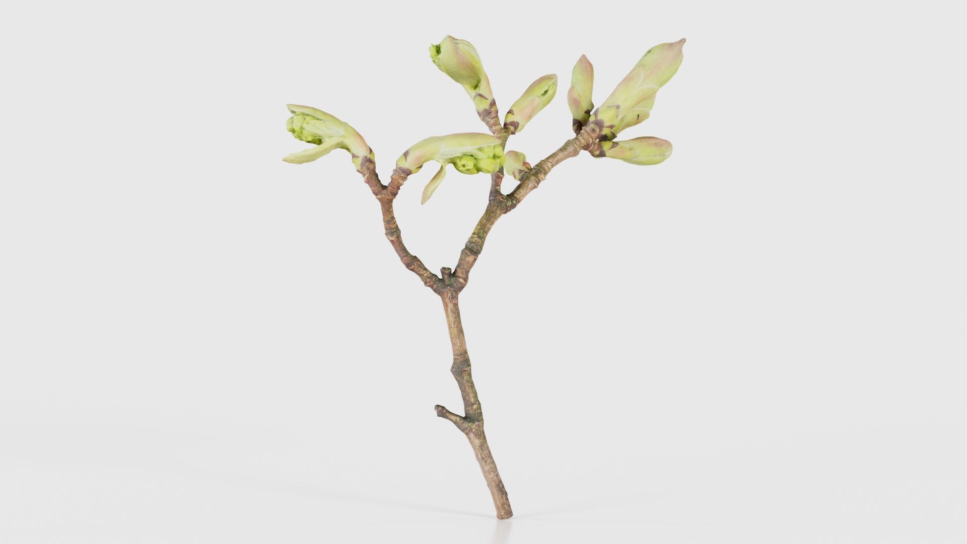 Acer Opalus Mill Italian Maple Sapindaceae Sprout Low-poly 3D model_22