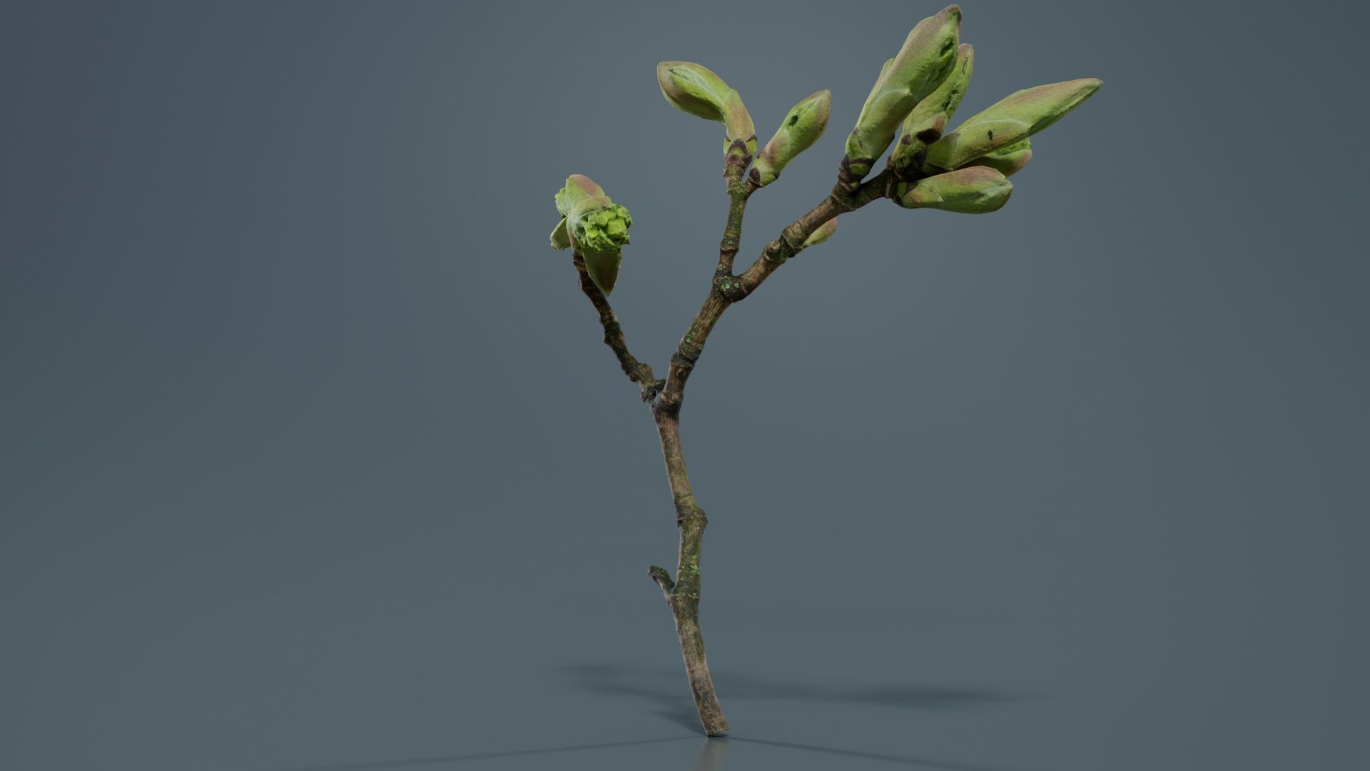 Acer Opalus Mill Italian Maple Sapindaceae Sprout Low-poly 3D model_2