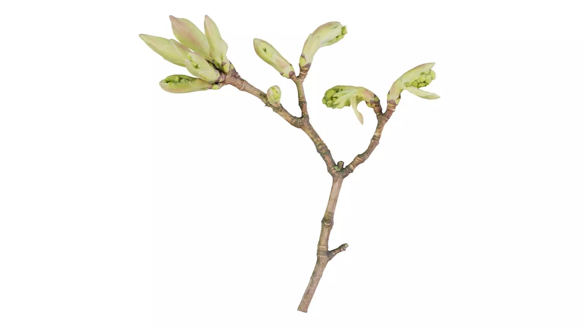 Acer Opalus Mill Italian Maple Sapindaceae Sprout Low-poly 3D model_0