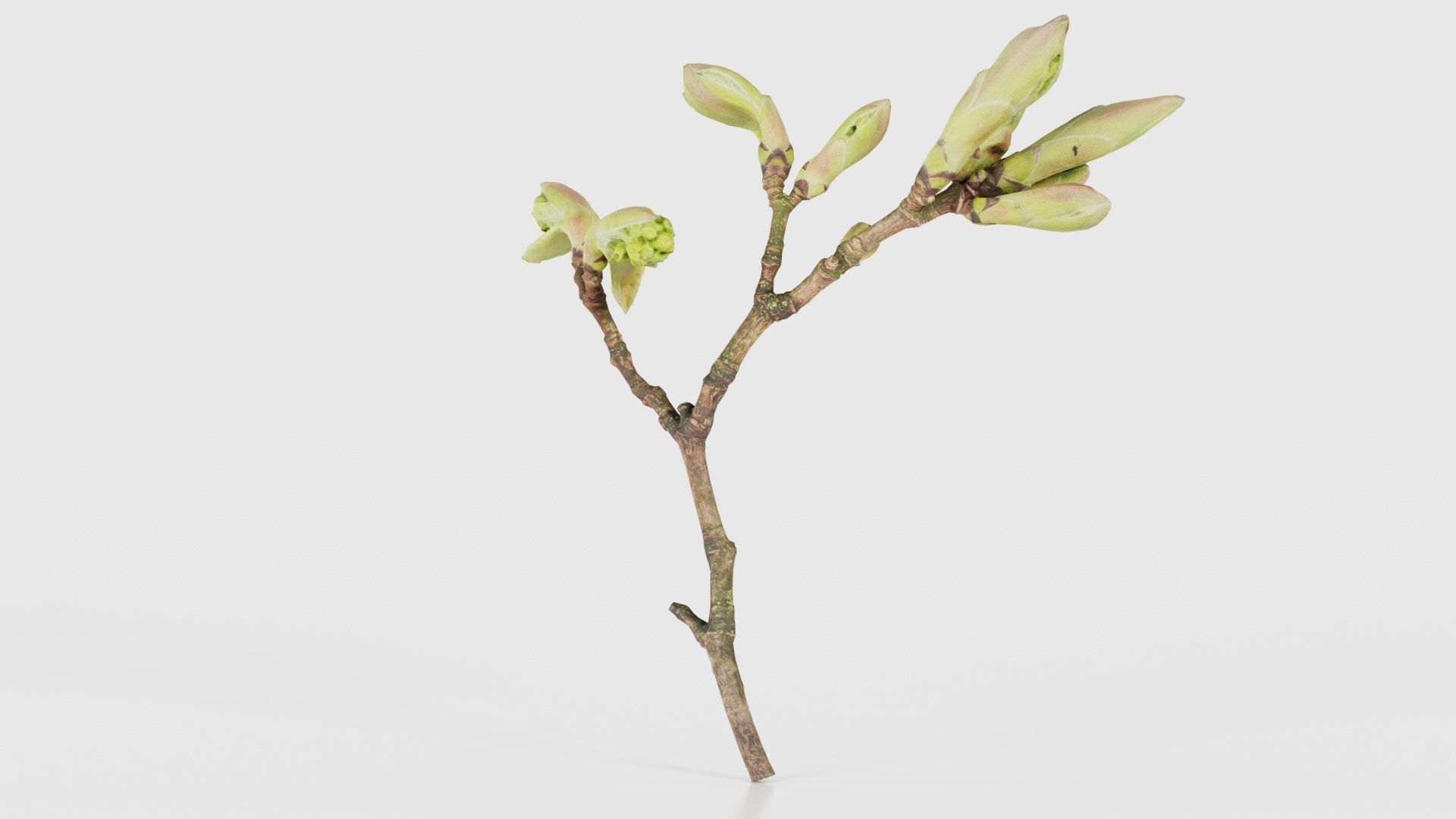 Acer Opalus Mill Italian Maple Sapindaceae Sprout Low-poly 3D model_20