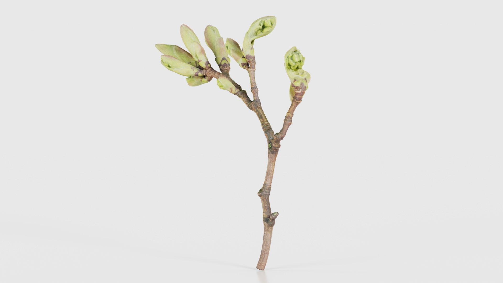 Acer Opalus Mill Italian Maple Sapindaceae Sprout Low-poly 3D model_25