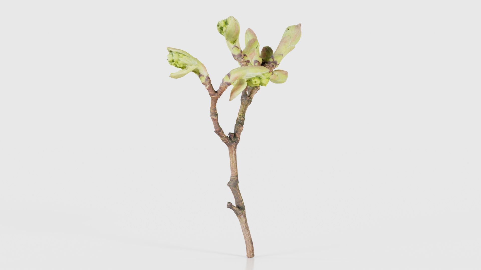 Acer Opalus Mill Italian Maple Sapindaceae Sprout Low-poly 3D model_23