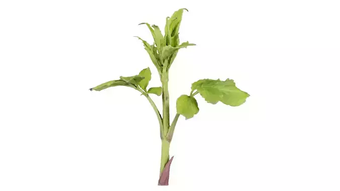 Aegopodium Podagraria Ground Elder Apiaceae Sprout Low-poly 3D model