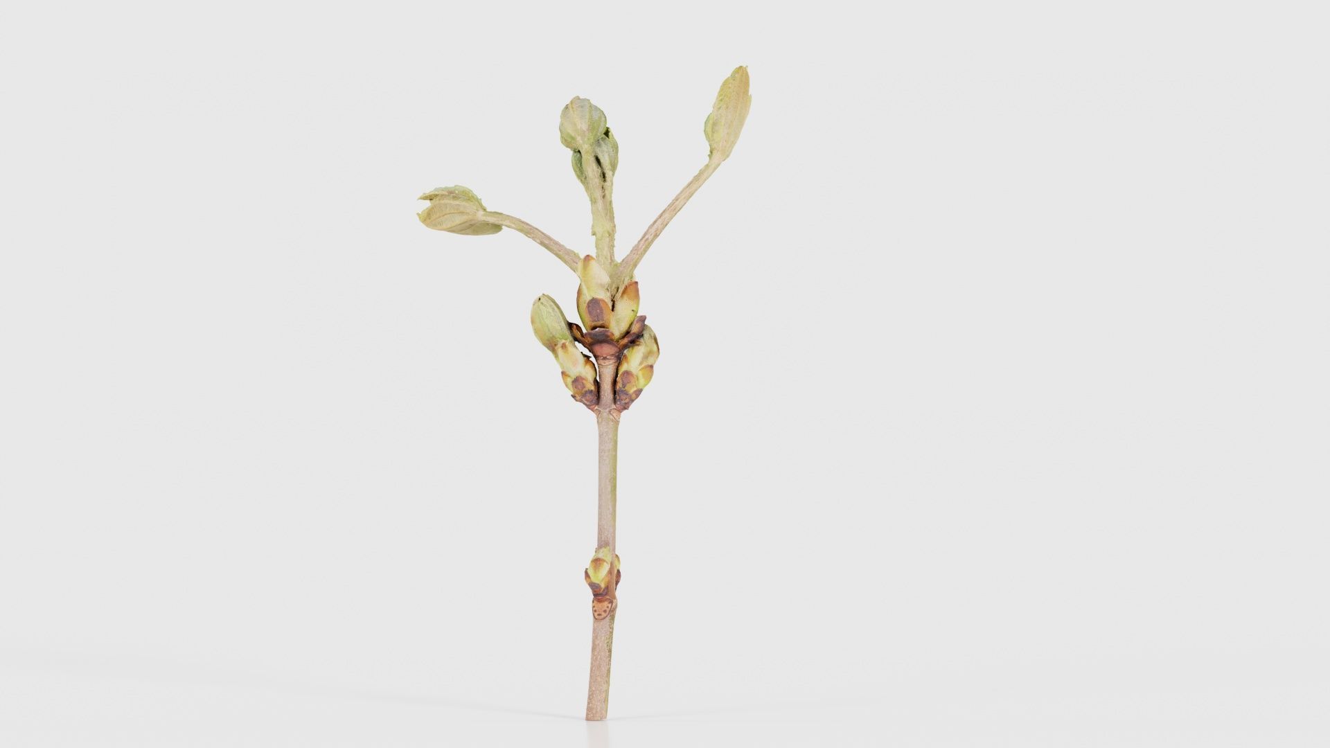 Aesculus Hippocastanum Common Horse Chestnut Sapindaceae Spro... Low-poly 3D model_19