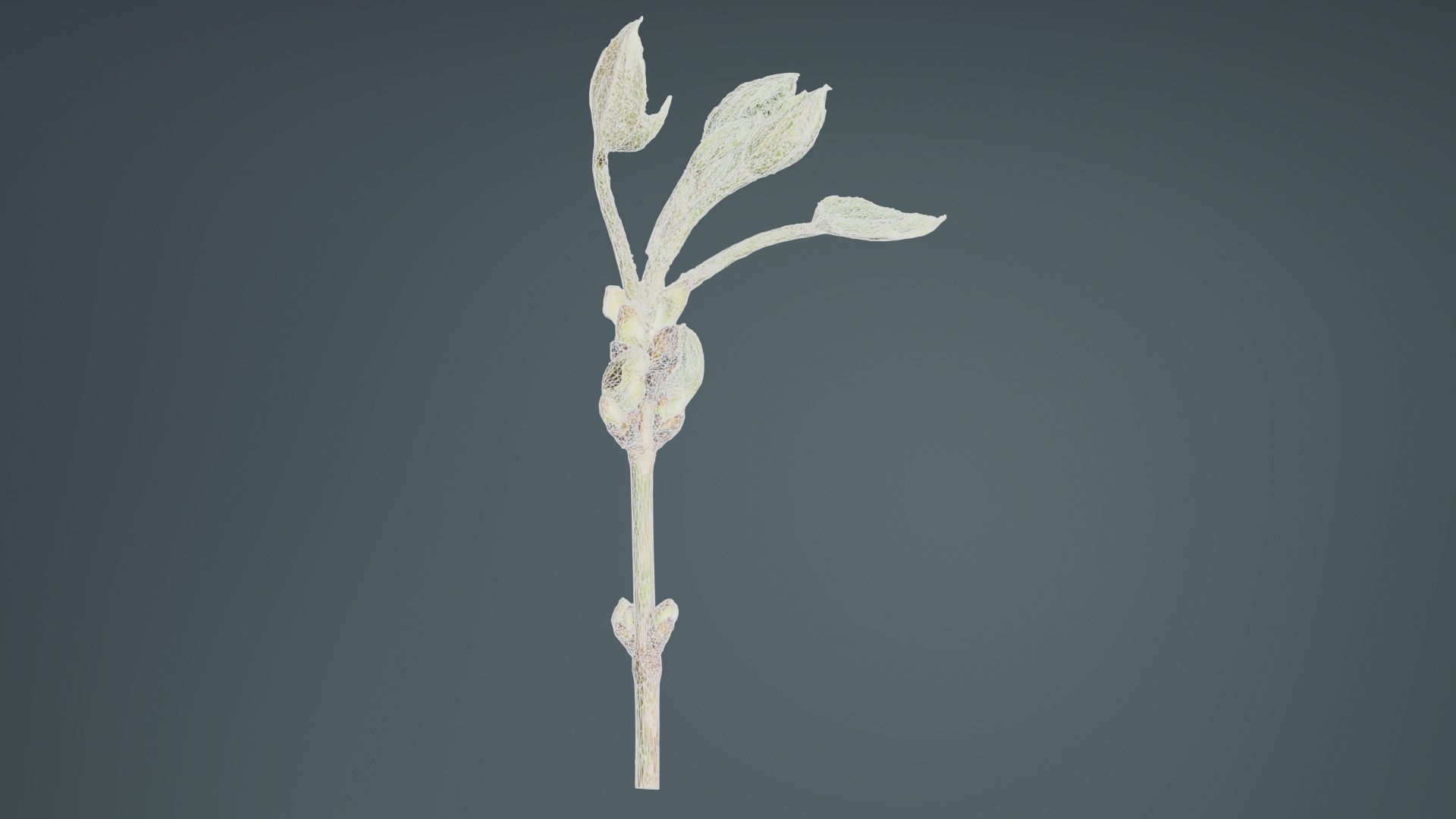 Aesculus Hippocastanum Common Horse Chestnut Sapindaceae Spro... Low-poly 3D model_9