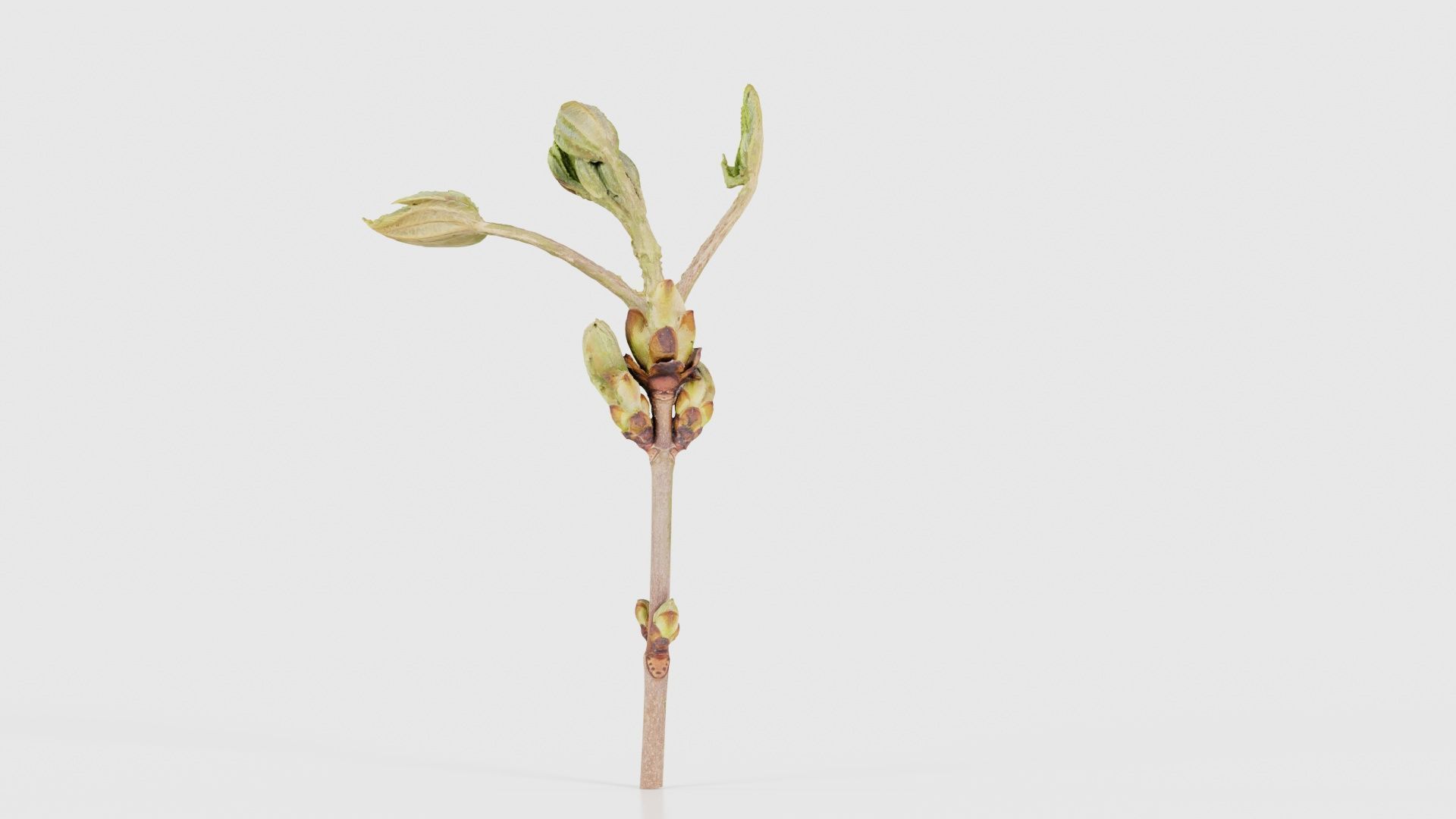 Aesculus Hippocastanum Common Horse Chestnut Sapindaceae Spro... Low-poly 3D model_20