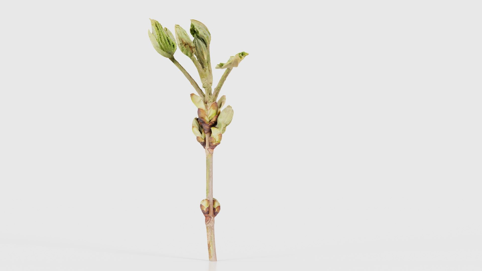 Aesculus Hippocastanum Common Horse Chestnut Sapindaceae Spro... Low-poly 3D model_24