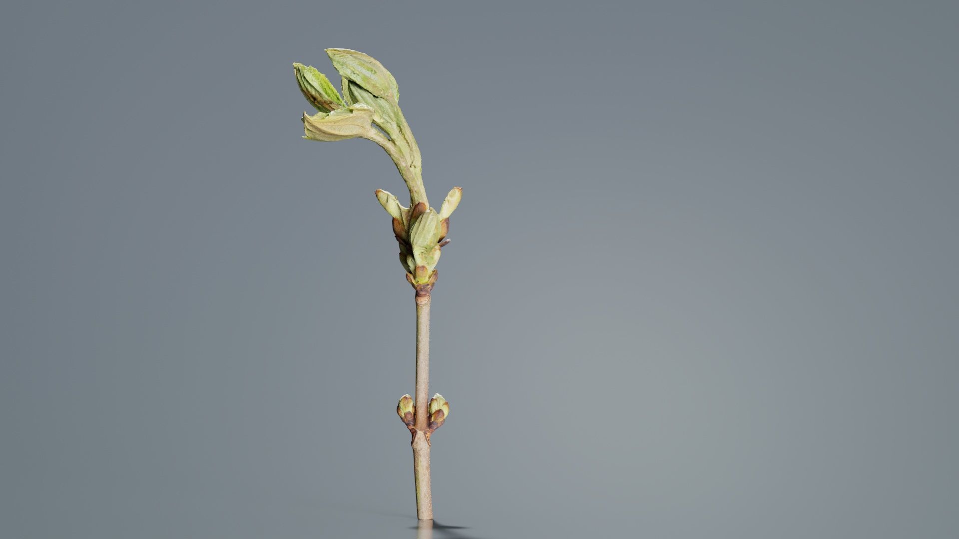 Aesculus Hippocastanum Common Horse Chestnut Sapindaceae Spro... Low-poly 3D model_5