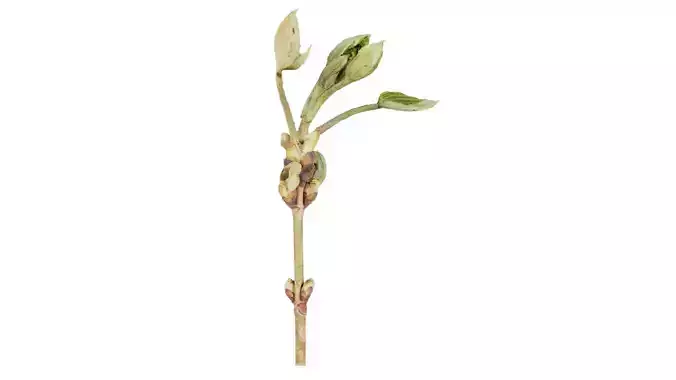 Aesculus Hippocastanum Common Horse Chestnut Sapindaceae Spro... Low-poly 3D model