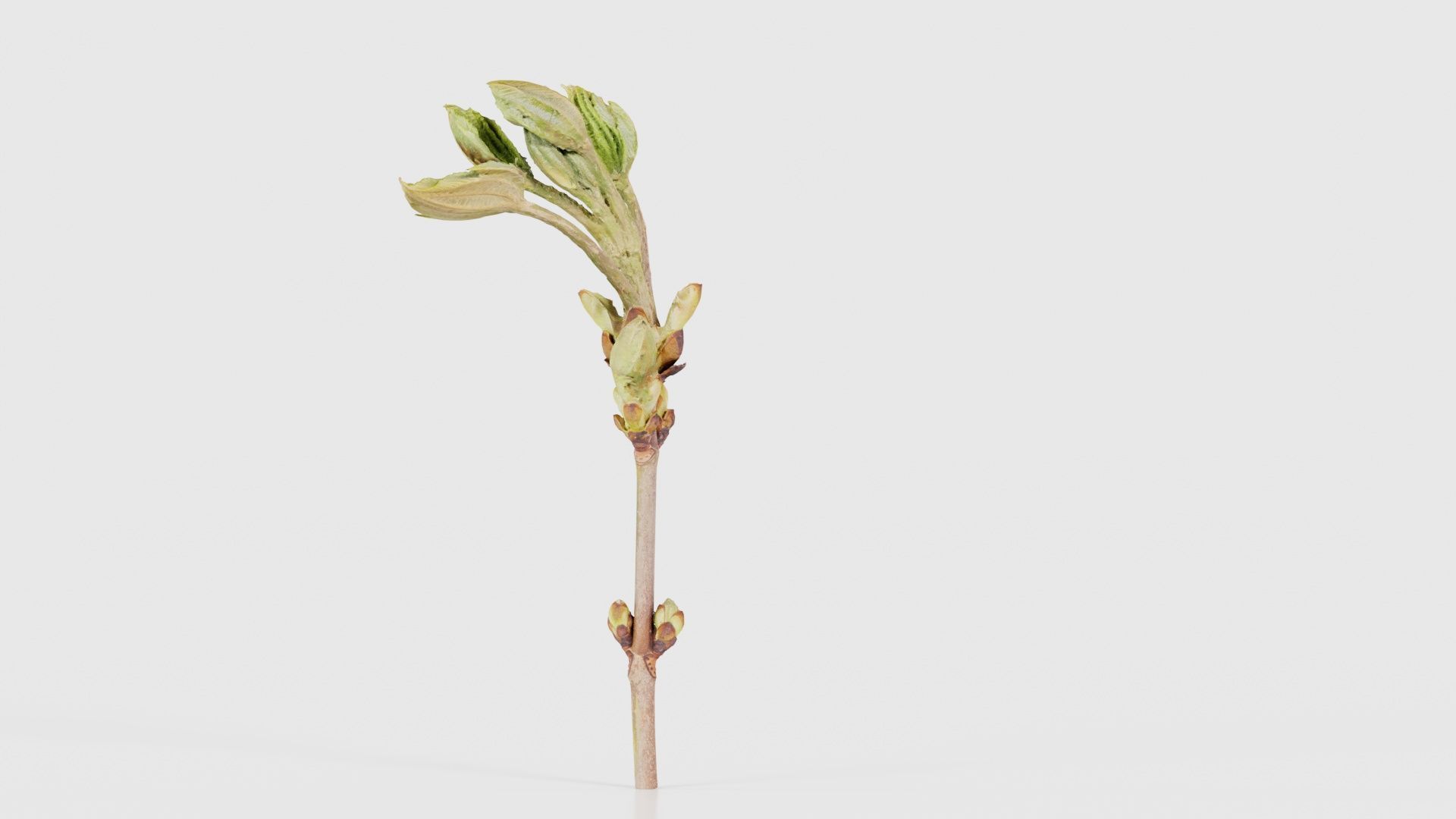 Aesculus Hippocastanum Common Horse Chestnut Sapindaceae Spro... Low-poly 3D model_22