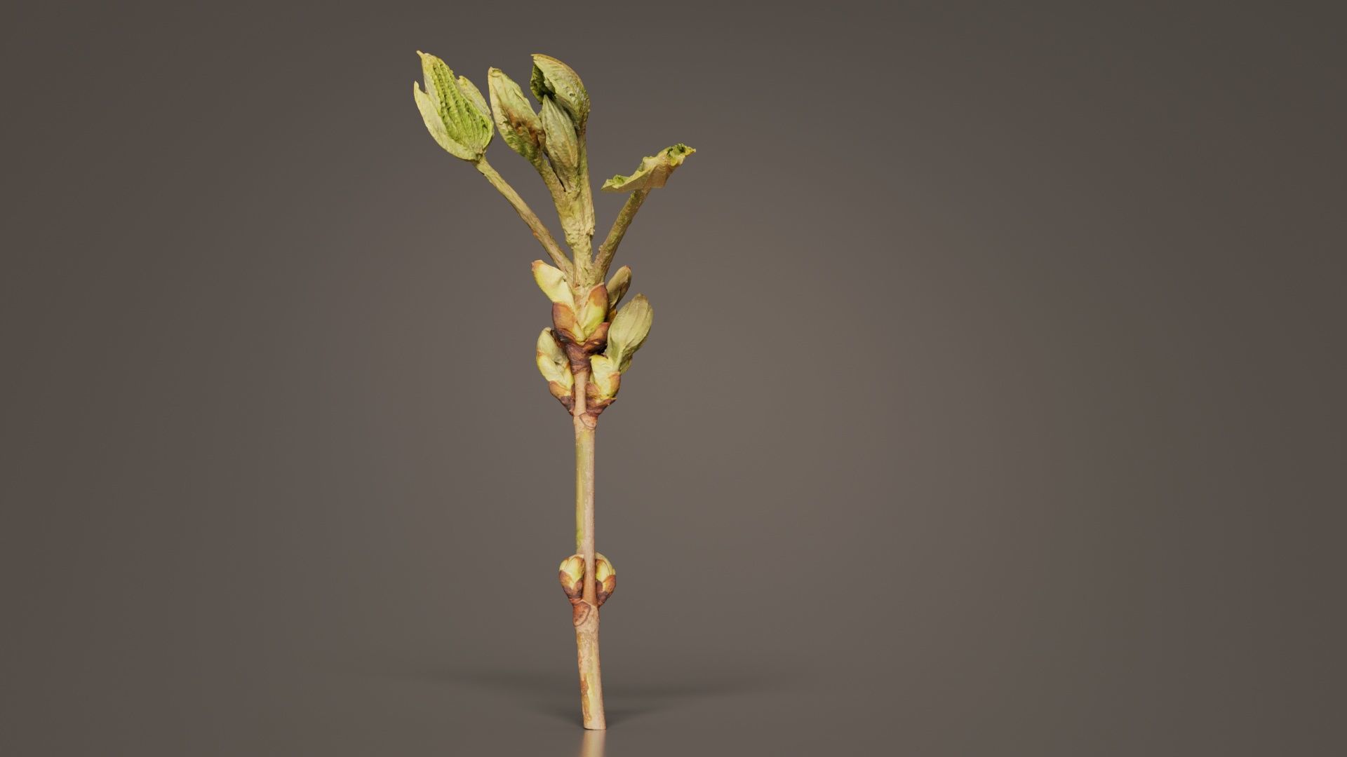 Aesculus Hippocastanum Common Horse Chestnut Sapindaceae Spro... Low-poly 3D model_7
