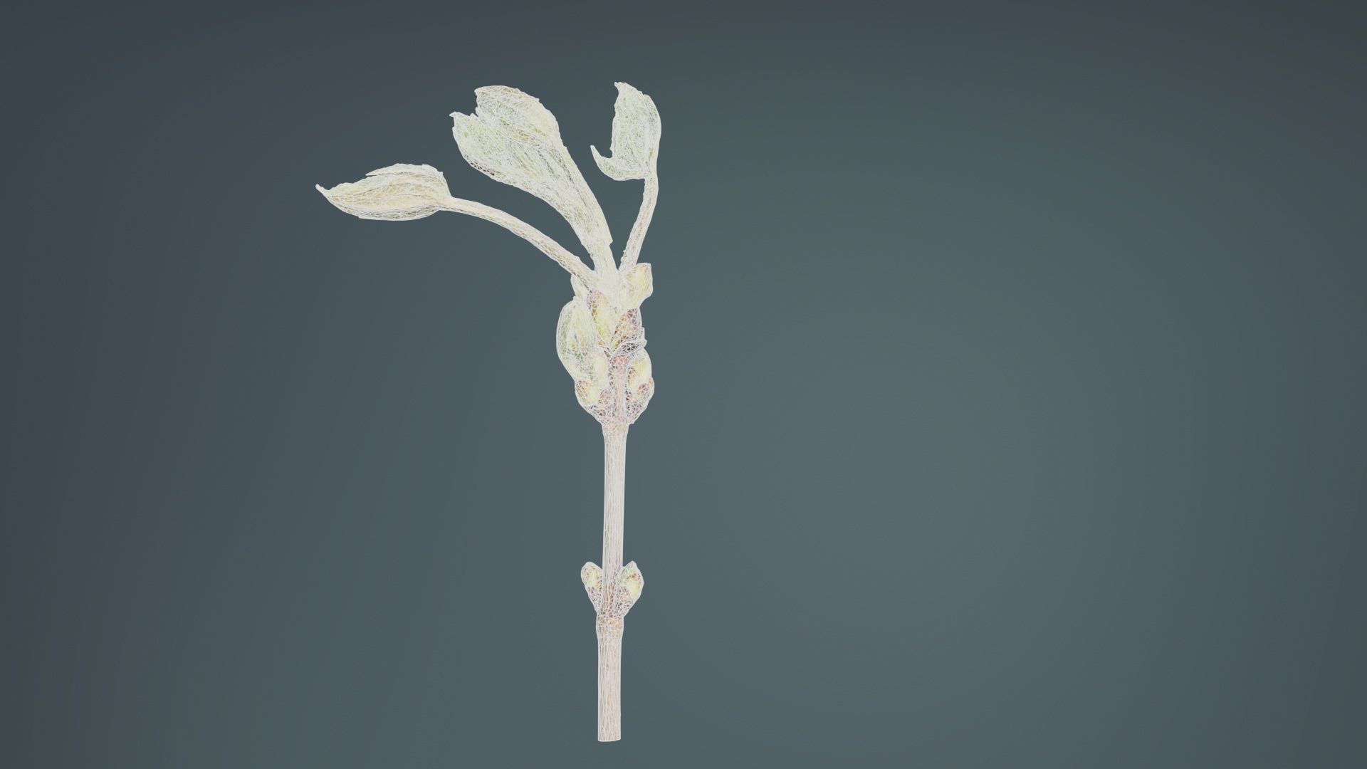 Aesculus Hippocastanum Common Horse Chestnut Sapindaceae Spro... Low-poly 3D model_10