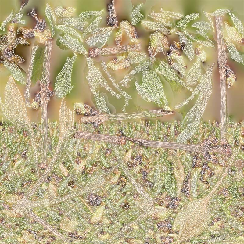 Aesculus Hippocastanum Common Horse Chestnut Sapindaceae Spro... Low-poly 3D model_14