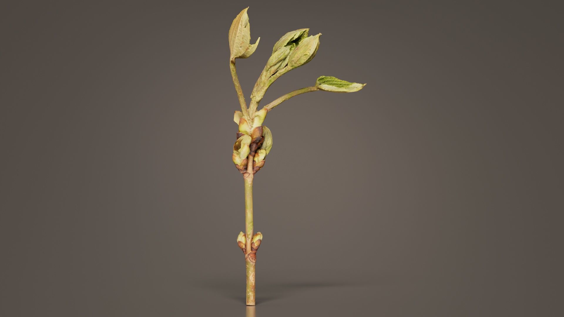 Aesculus Hippocastanum Common Horse Chestnut Sapindaceae Spro... Low-poly 3D model_6