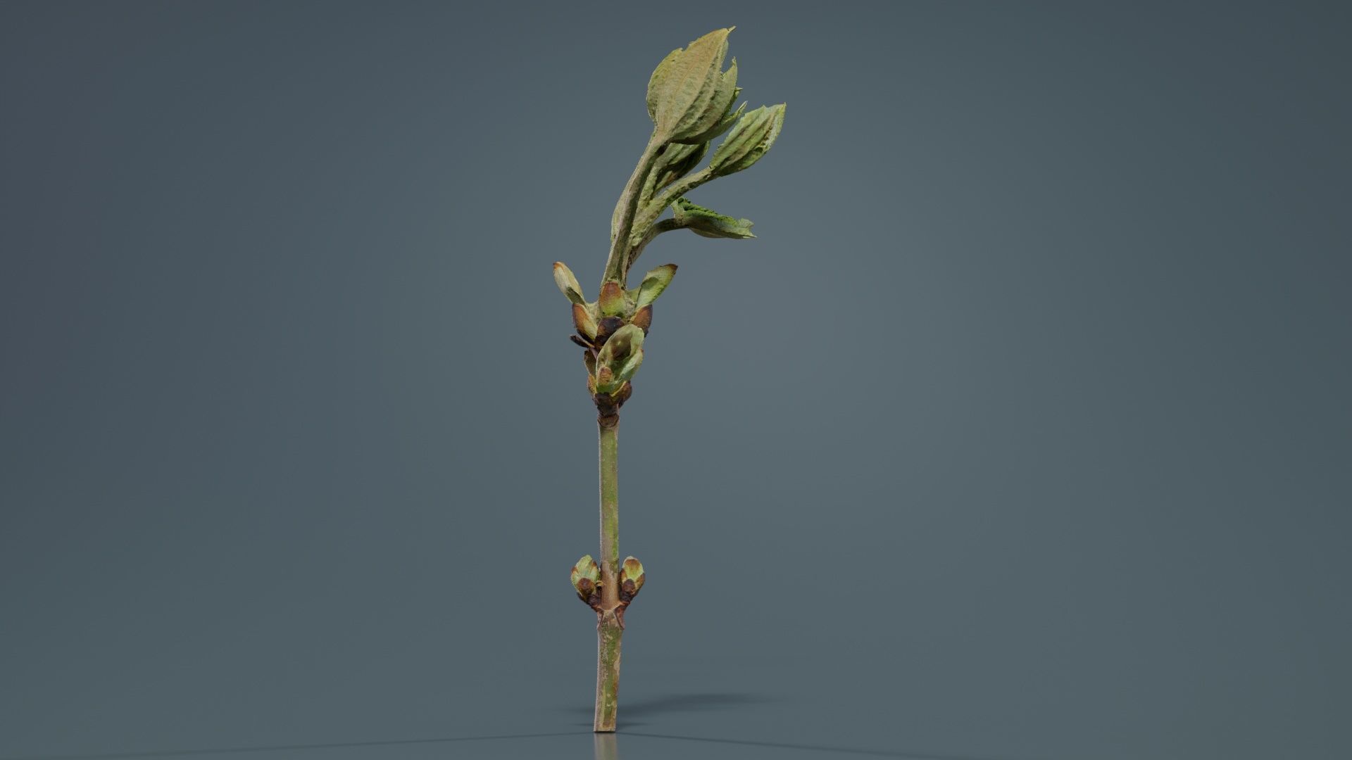 Aesculus Hippocastanum Common Horse Chestnut Sapindaceae Spro... Low-poly 3D model_2
