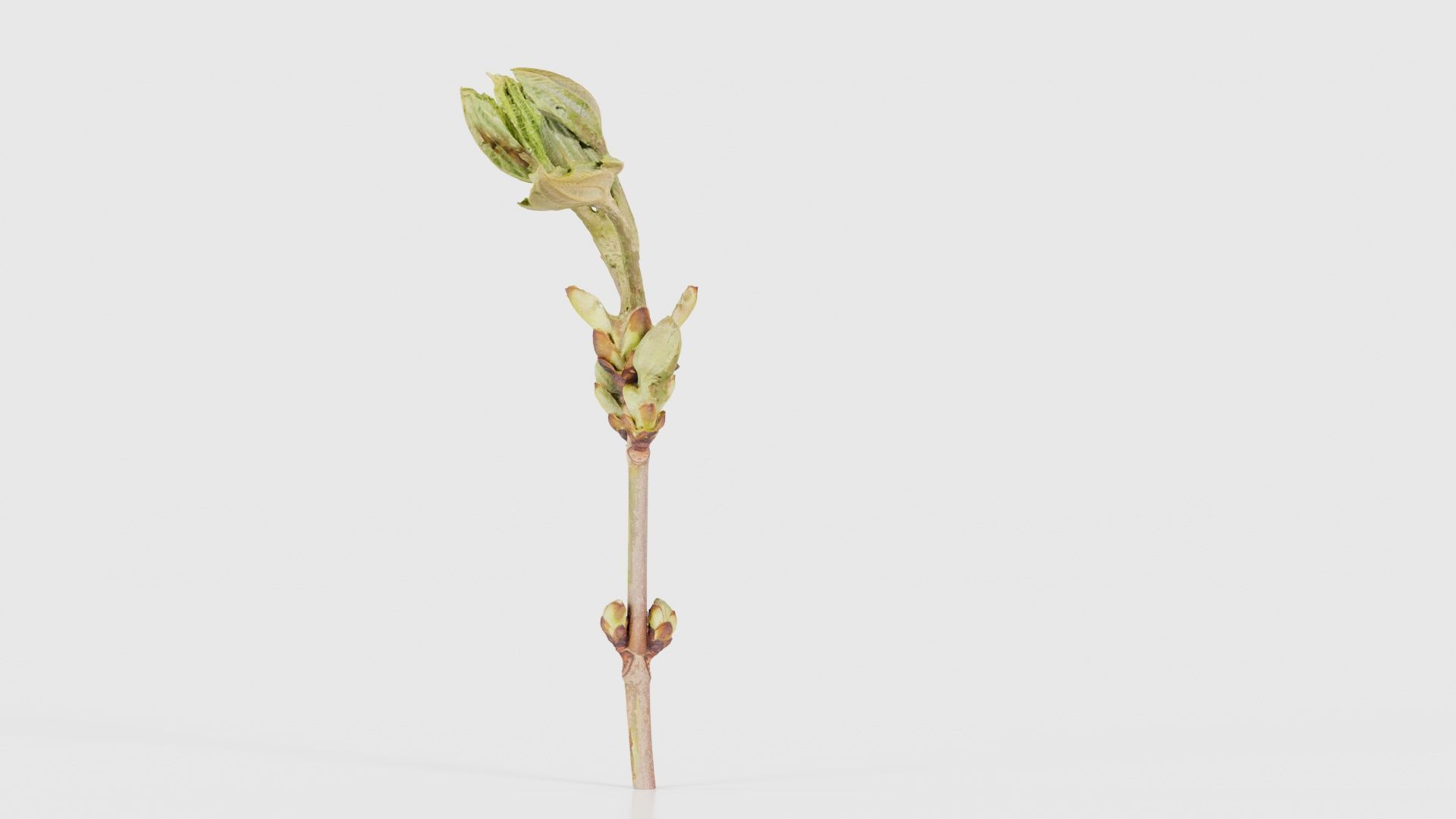 Aesculus Hippocastanum Common Horse Chestnut Sapindaceae Spro... Low-poly 3D model_23