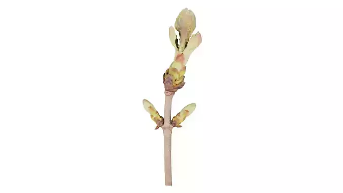 Aesculus Hippocastanum Common Horse Chestnut Sapindaceae Spro... Low-poly 3D model