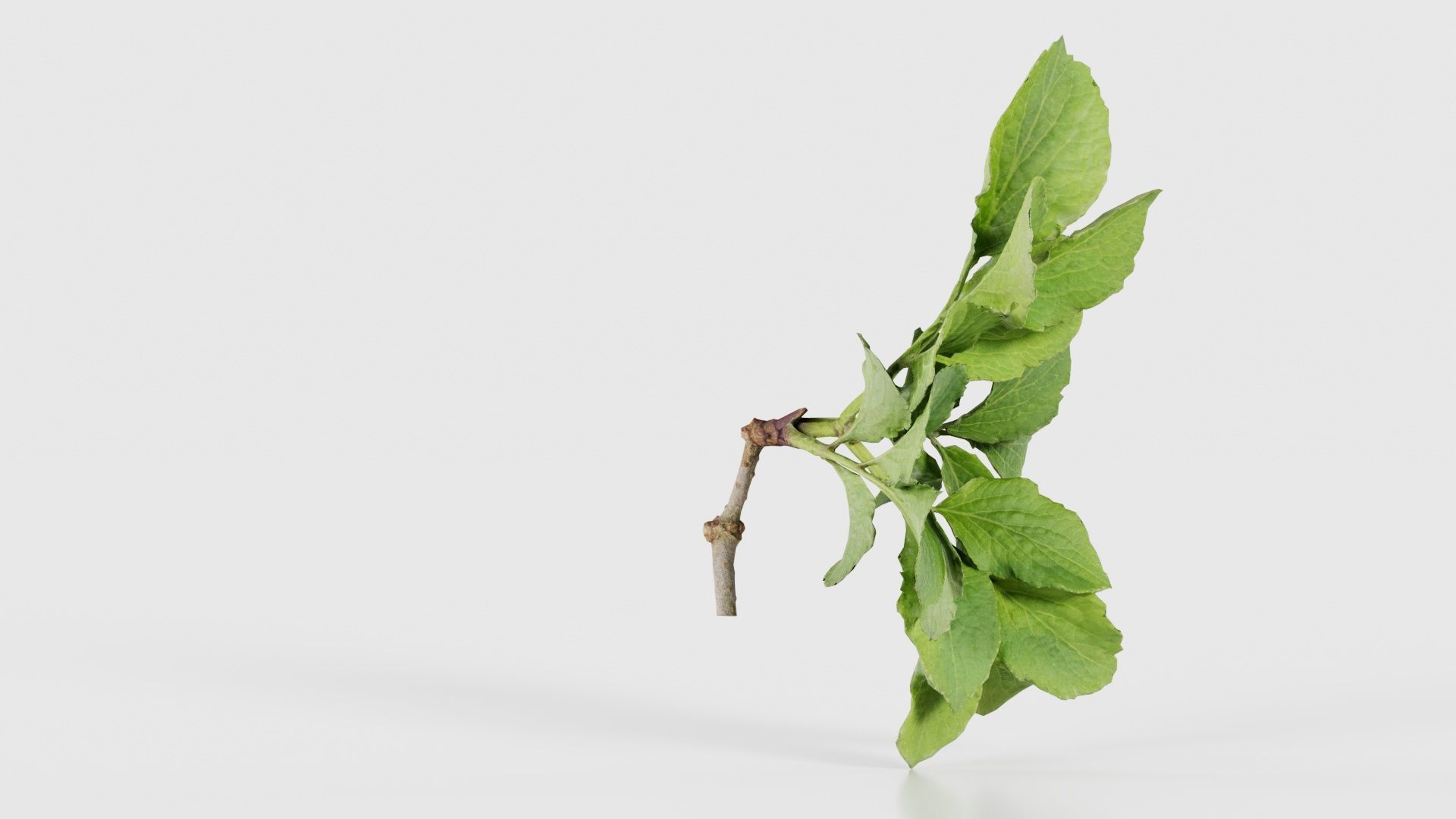 Angelica Archangelica Angelica Apiaceae Sprout 1 Low-poly 3D model_17