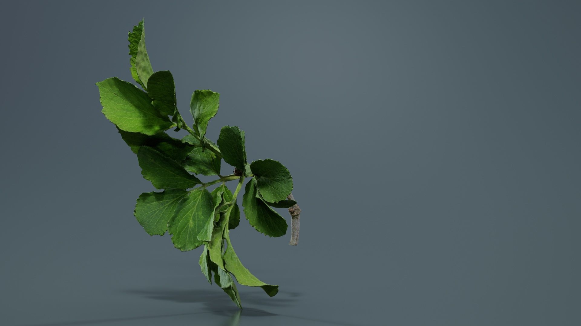 Angelica Archangelica Angelica Apiaceae Sprout 1 Low-poly 3D model_7