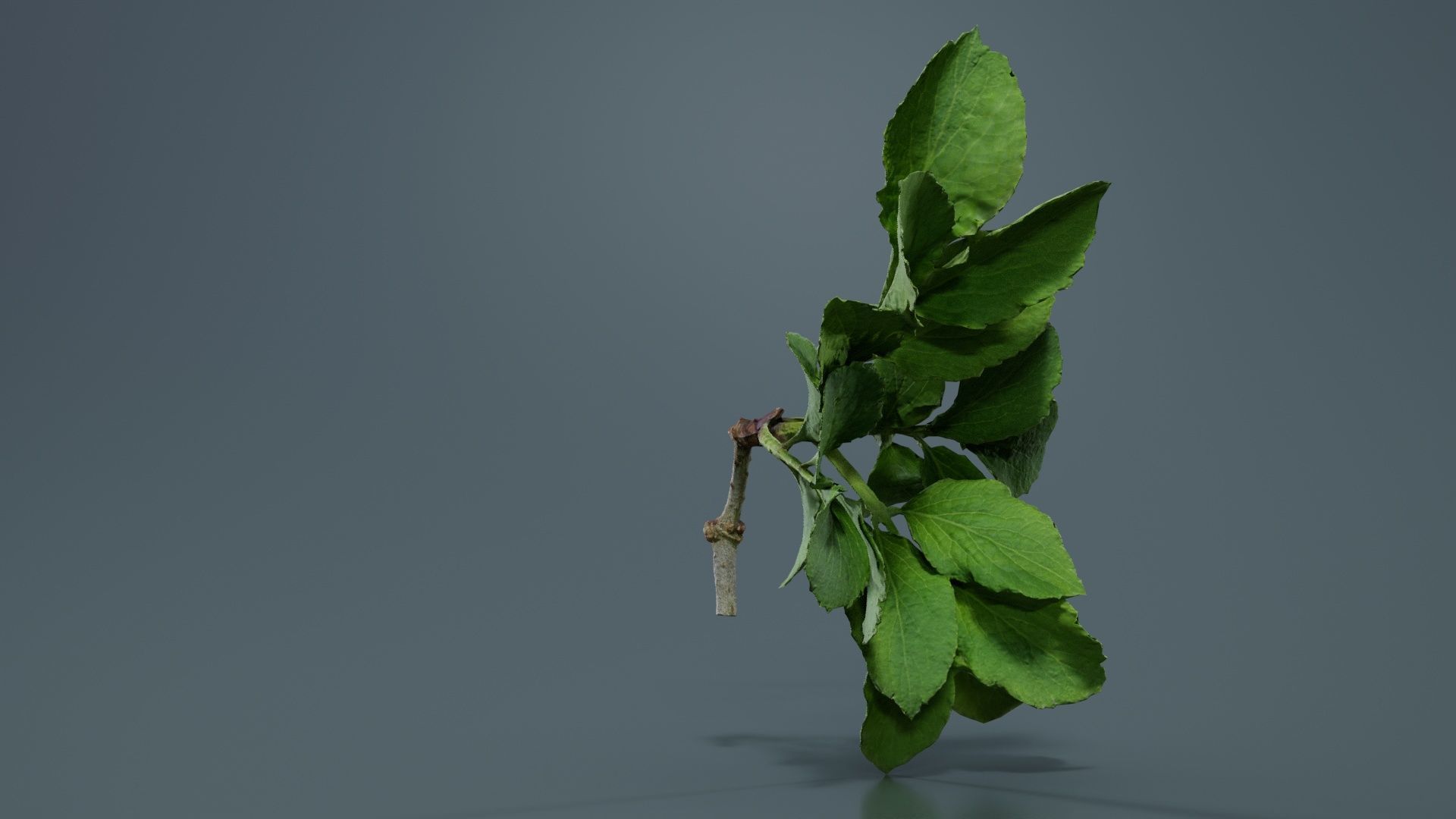 Angelica Archangelica Angelica Apiaceae Sprout 1 Low-poly 3D model_1