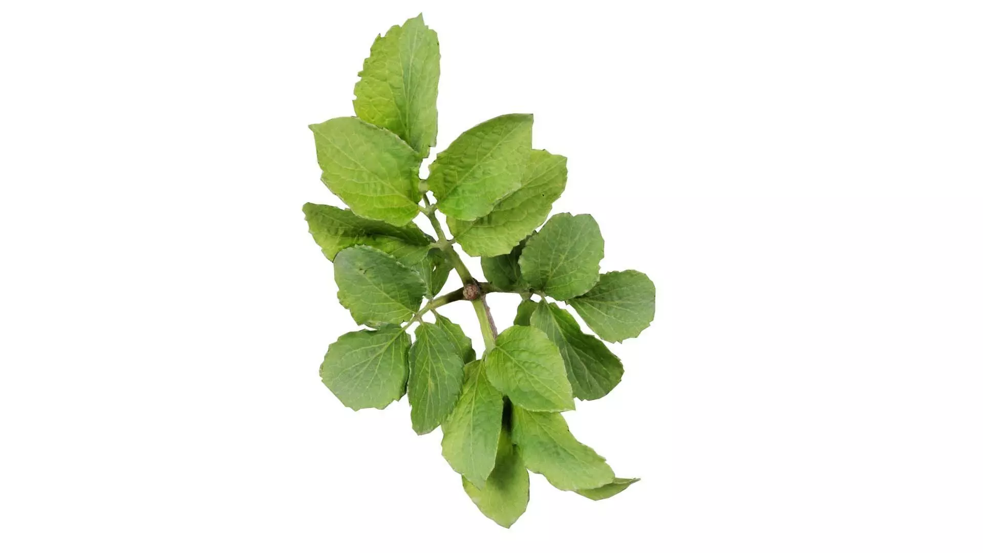 Angelica Archangelica Angelica Apiaceae Sprout 1 Low-poly 3D model_0