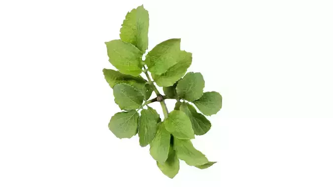 Angelica Archangelica Angelica Apiaceae Sprout 1 Low-poly 3D model
