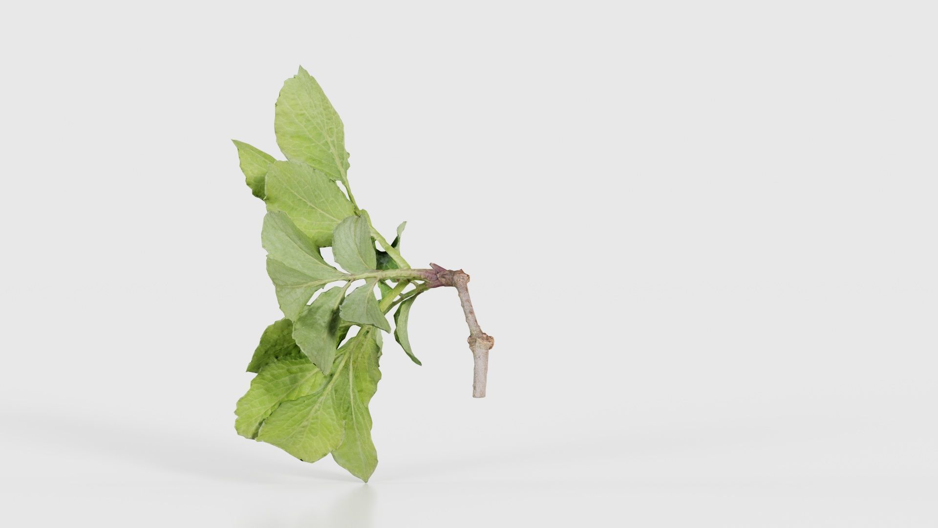 Angelica Archangelica Angelica Apiaceae Sprout 1 Low-poly 3D model_23