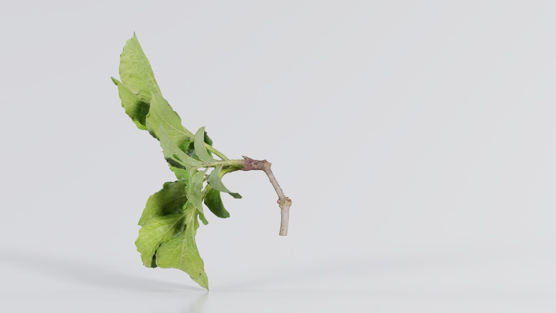 Angelica Archangelica Angelica Apiaceae Sprout 1 Low-poly 3D model_2