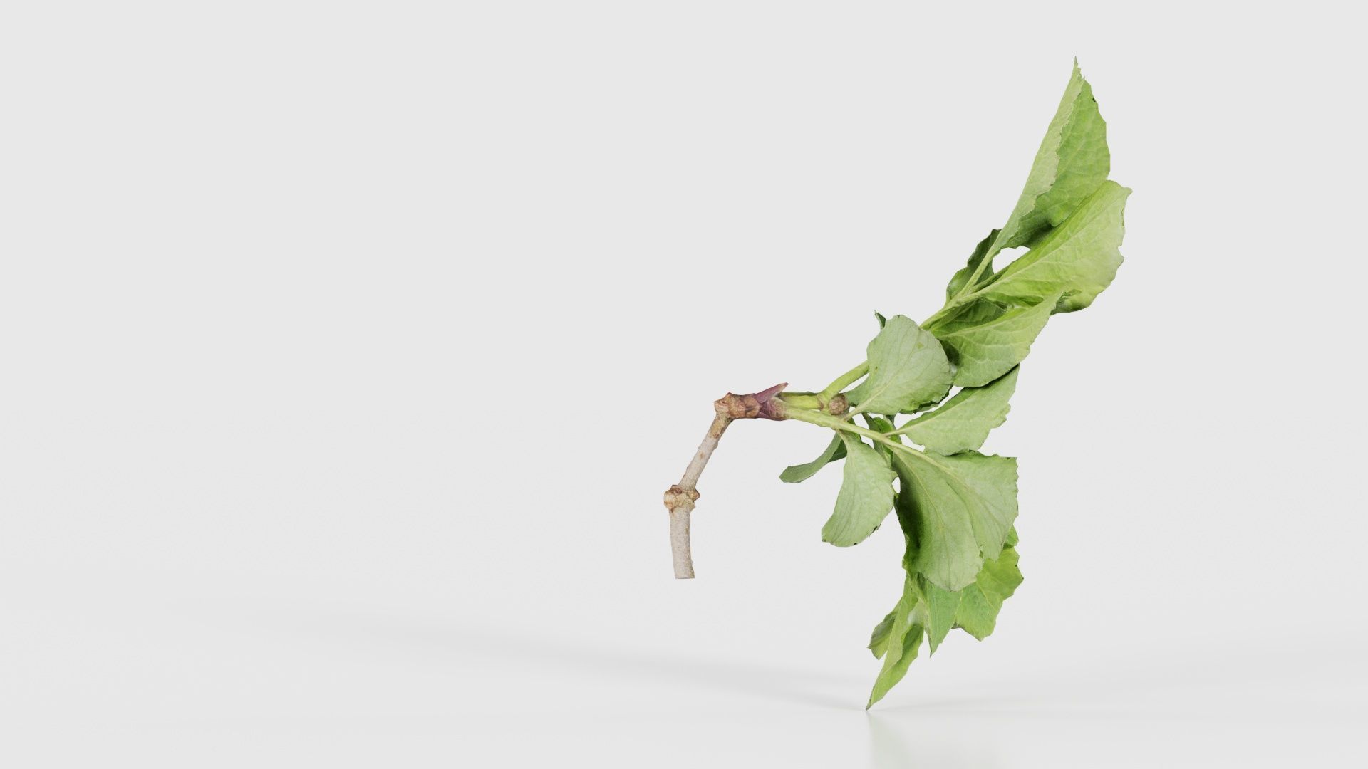 Angelica Archangelica Angelica Apiaceae Sprout 1 Low-poly 3D model_18